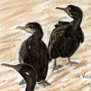 Cormoran de Vieillot