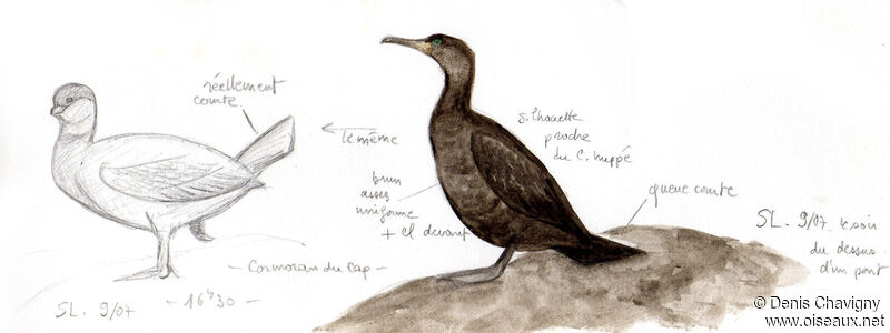 Cormoran du Capsubadulte, identification