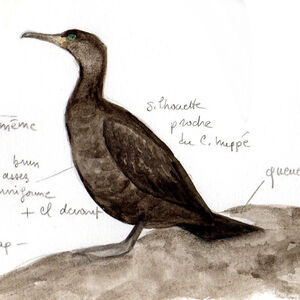 Cormoran du Cap