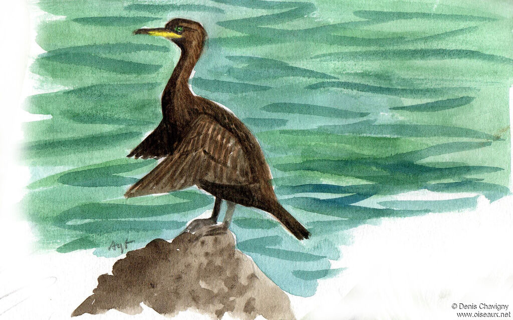 Cormoran huppé, habitat, soins