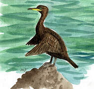 European Shag