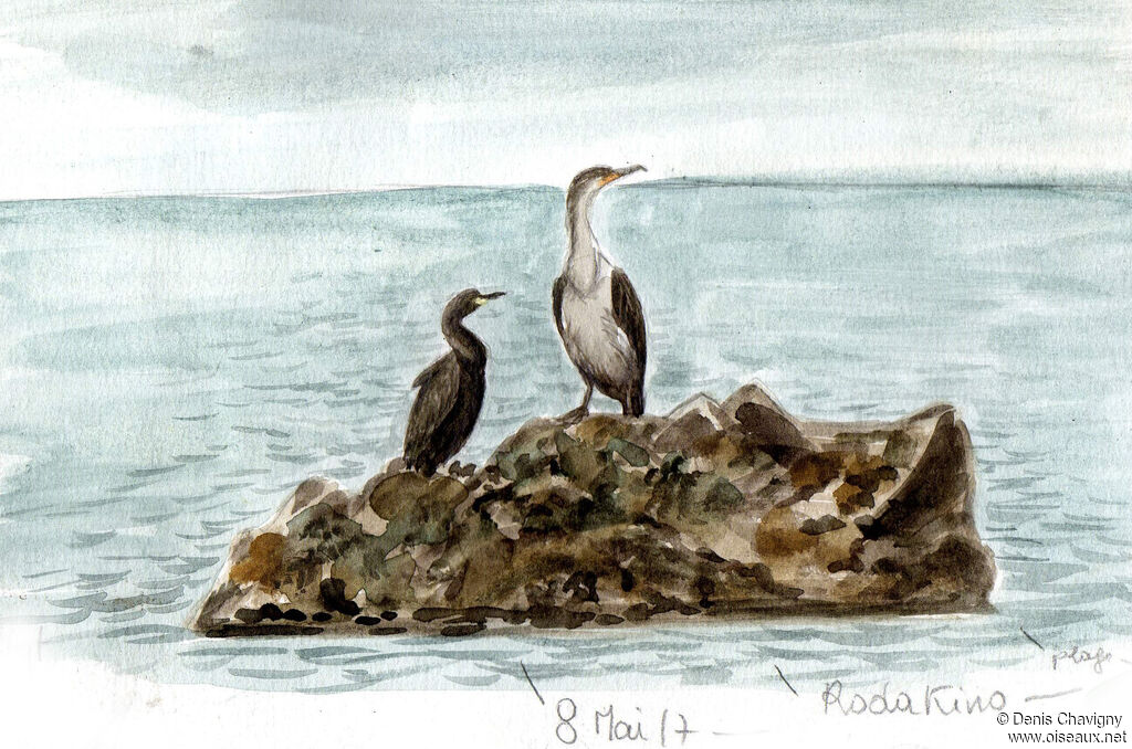 Cormoran huppéadulte, habitat