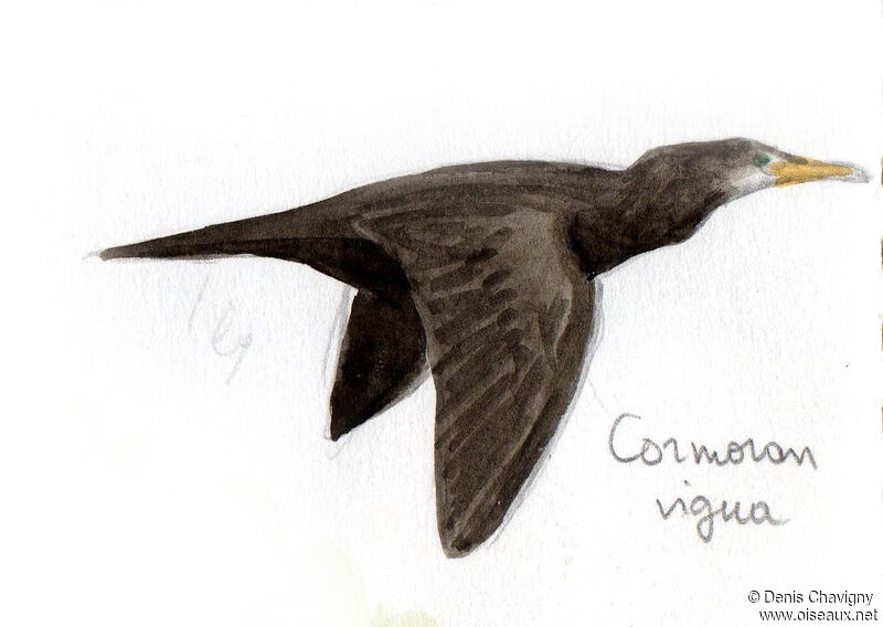 Neotropic Cormorant, Flight