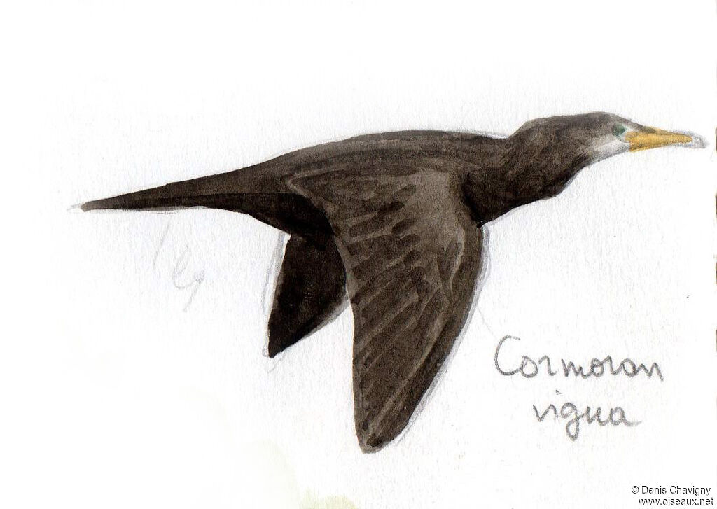 Cormoran vigua, Vol