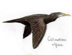 Neotropic Cormorant