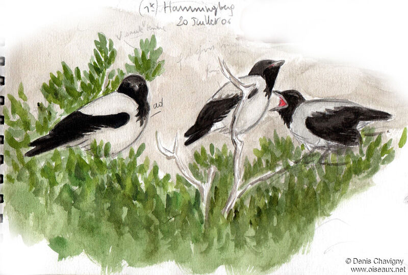 Hooded Crow, habitat