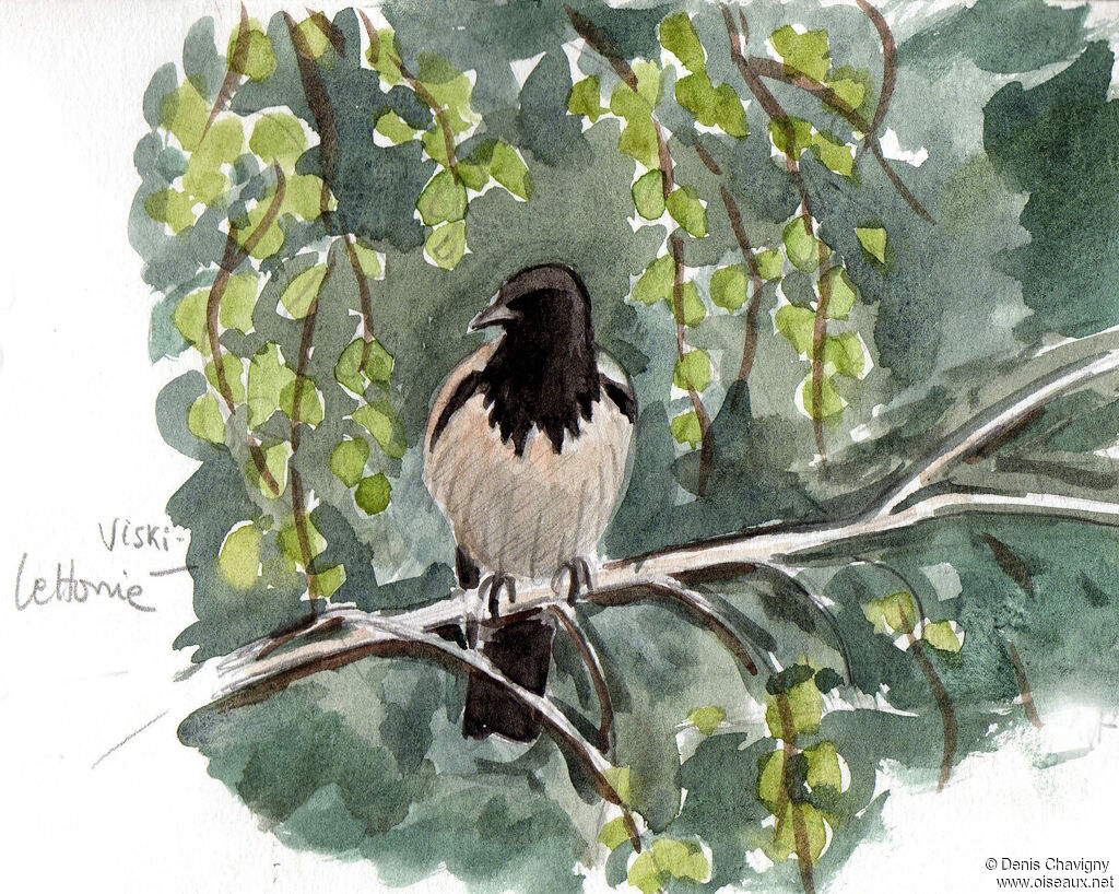 Hooded Crow, identification