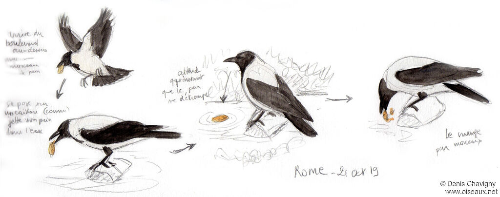 Hooded Crow, eats