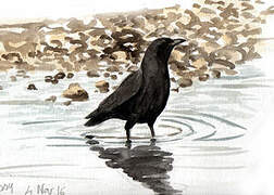 Carrion Crow