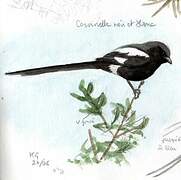 Magpie Shrike