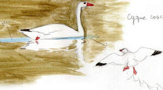 Coscoroba Swan