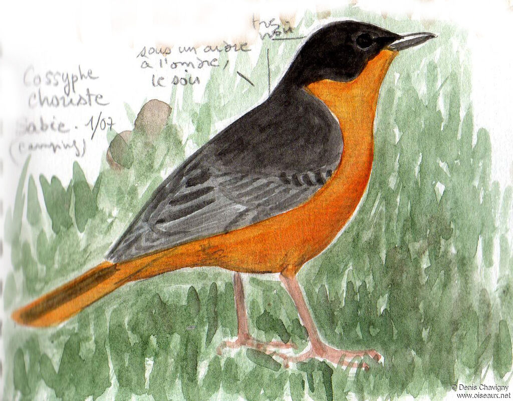 Chorister Robin-Chat, identification