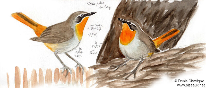 Cape Robin-Chat, identification