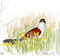 Coucal de Burchell