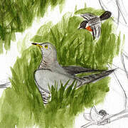 Common Cuckoo