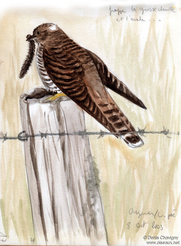 Common CuckooFirst year, identification, eats
