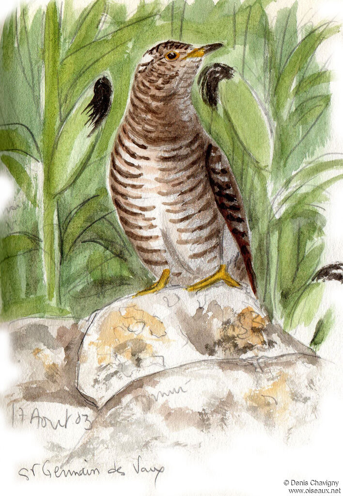 Common Cuckoojuvenile, habitat