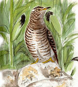 Common Cuckoo