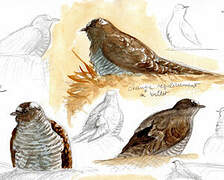Common Cuckoo