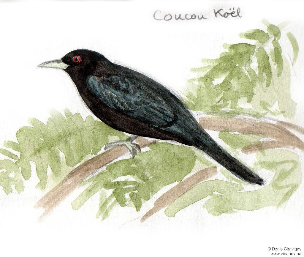 Asian Koel, identification