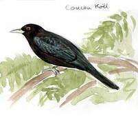 Asian Koel