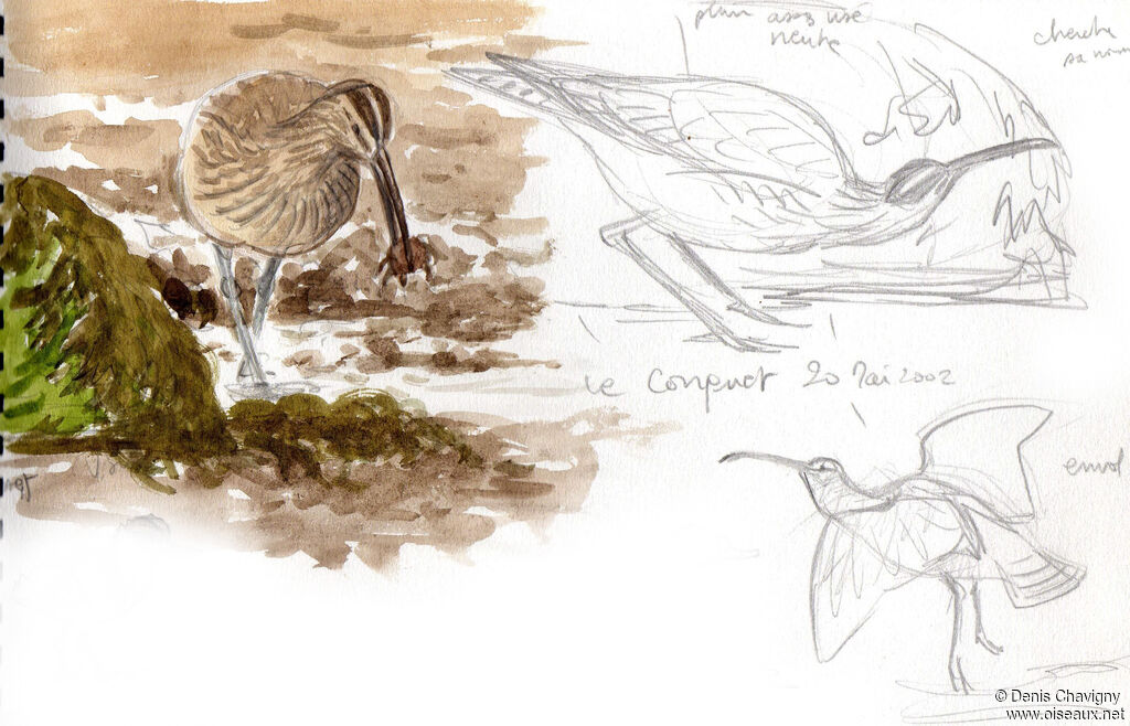 Eurasian Whimbrel, habitat, eats