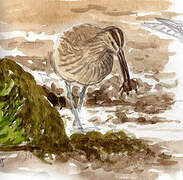 Whimbrel