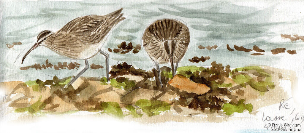 Whimbrel, habitat, eats