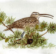 Whimbrel