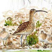 Hudsonian Whimbrel