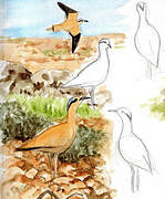 Cream-colored Courser