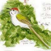 Common Tailorbird