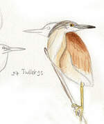 Squacco Heron