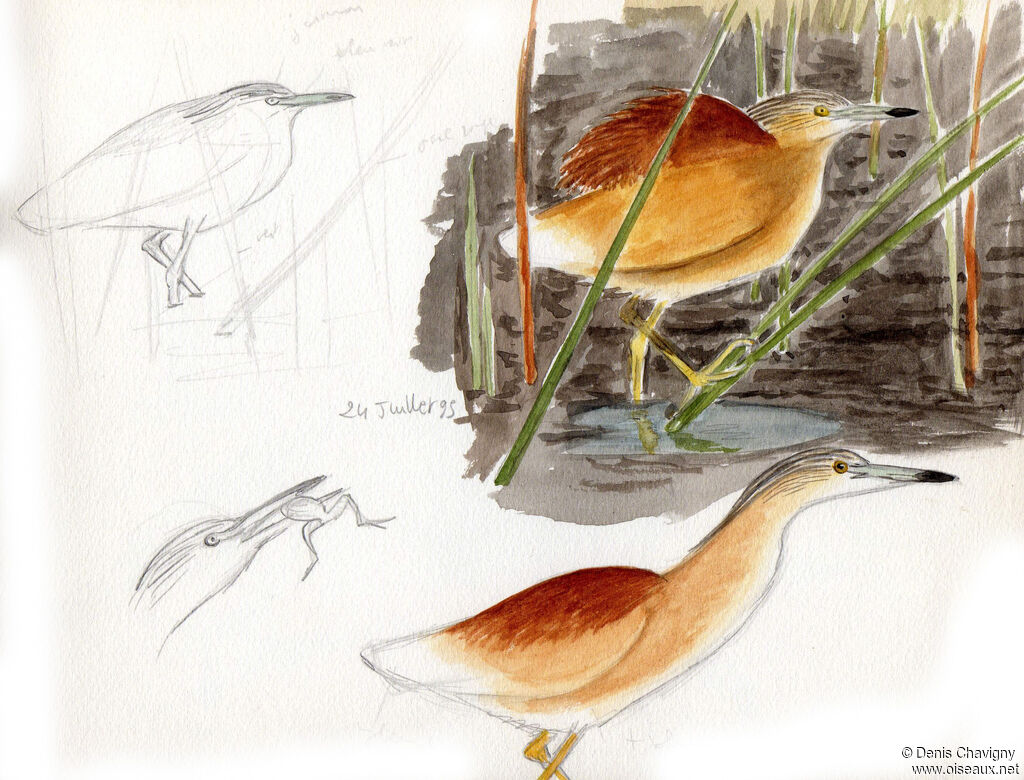 Squacco Heronadult, habitat, eats