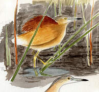 Squacco Heron