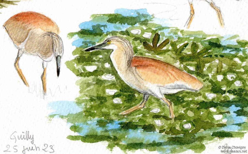 Squacco Heron