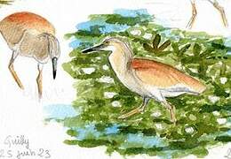 Squacco Heron