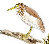 Indian Pond Heron