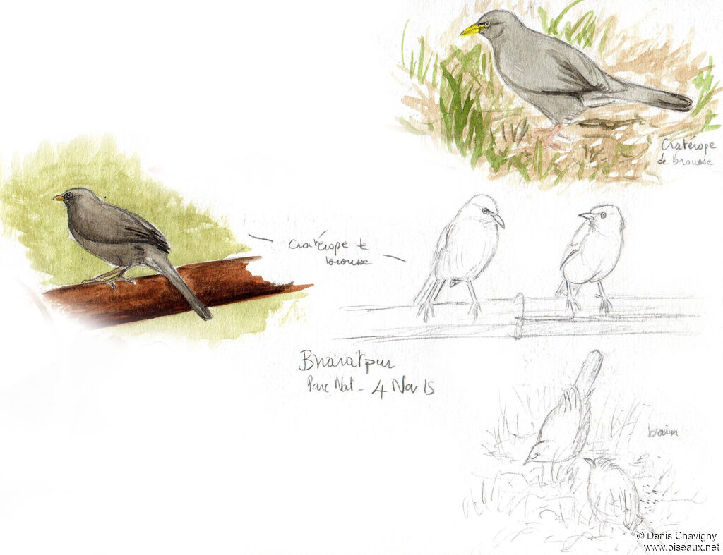 Jungle Babbler