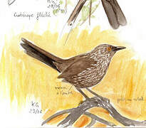 Arrow-marked Babbler