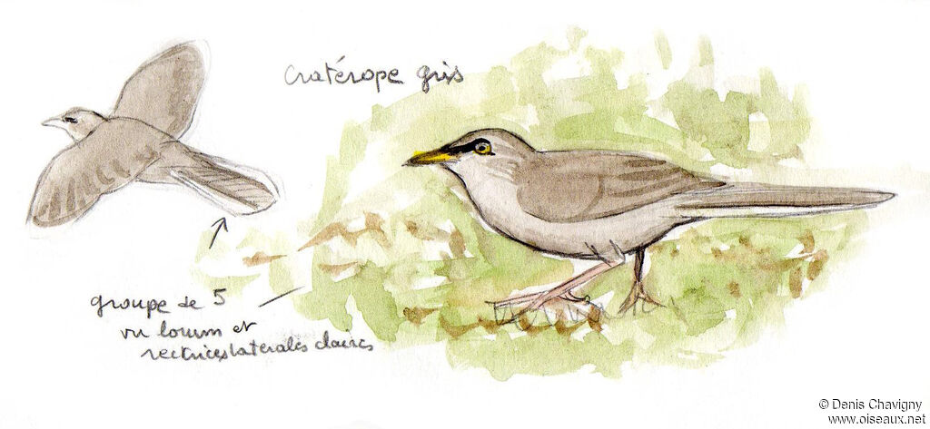 Cratérope gris, identification