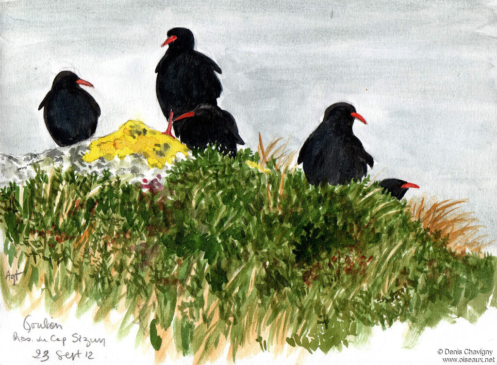 Red-billed Chough, habitat