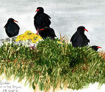 Red-billed Chough