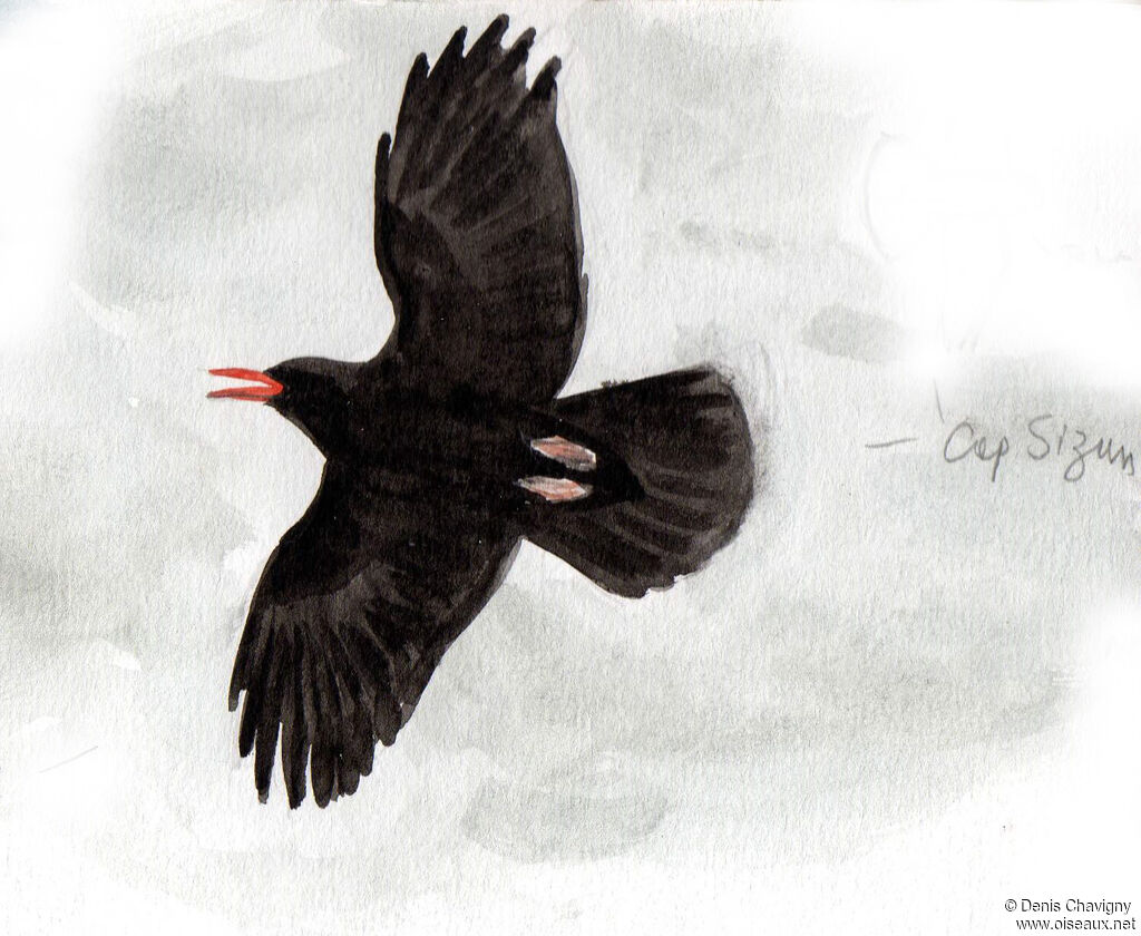 Red-billed Chough, Flight, song