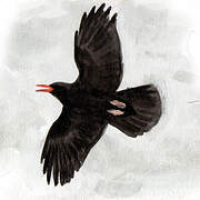 Red-billed Chough