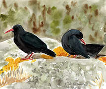 Red-billed Chough