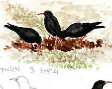 Red-billed Chough