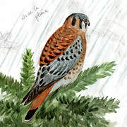 American Kestrel