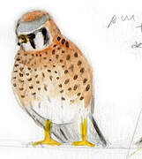 American Kestrel