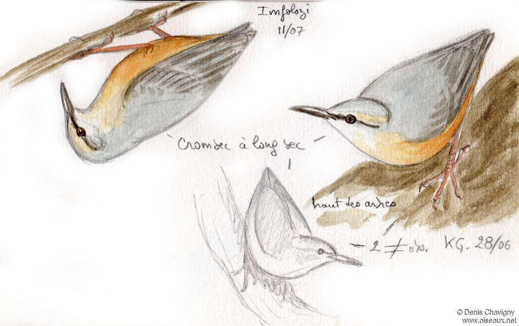 Long-billed Crombec, identification